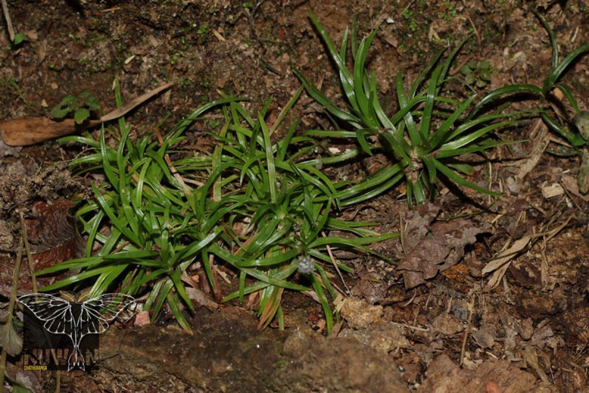 Eriocaulon subglaucum Ruhland